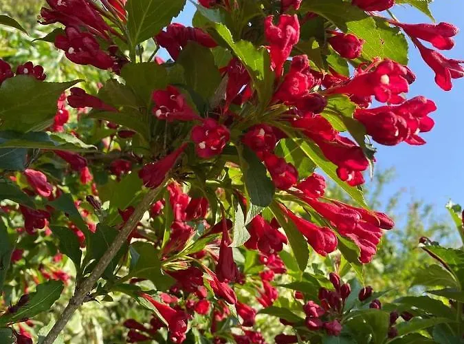 Fueloep Apartmanhaz *